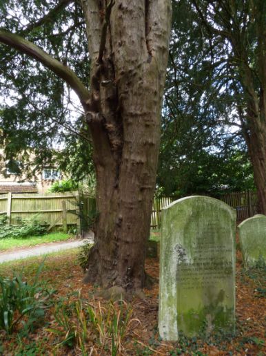 Mature fruit body on yew in Finchley, London.